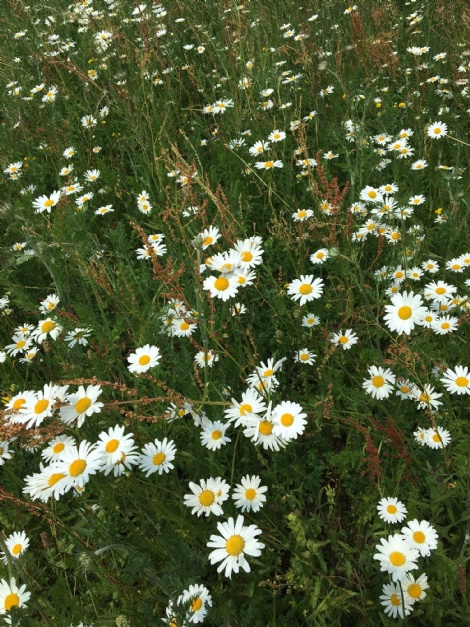 Wild Flower Garden